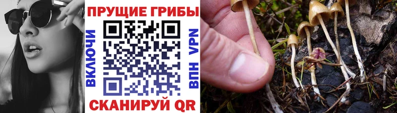 площадка телеграм  Кингисепп  Псилоцибиновые грибы Psilocybe  MEGA ссылка 